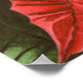 Poinsettia van Jenny Koch Poster (Hoek)