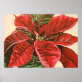 Poinsettia van Jenny Koch Poster (Voorkant)