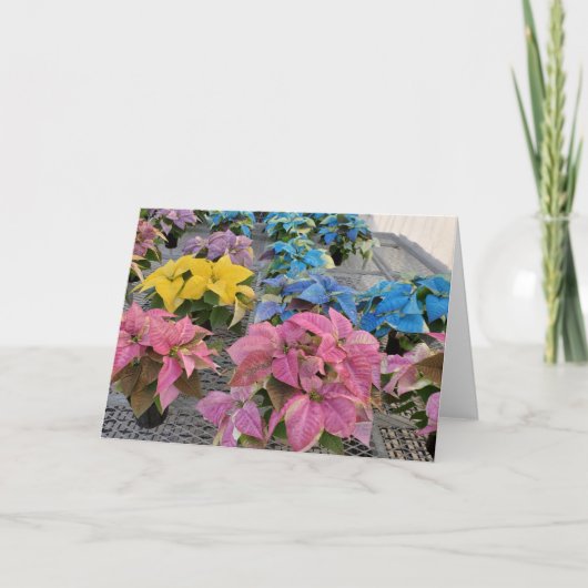 Poinsettia wenskaart kaart (Voorkant)