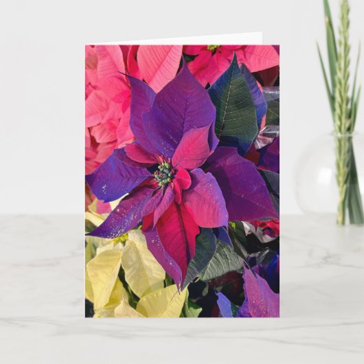 Poinsettias Magic Kaart (Voorkant)