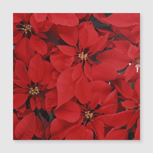 Poinsettias voor Kerstmis (Voorkant)