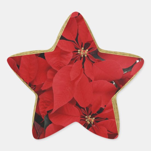 Poinsettias voor kerststervormig ster sticker (Voorkant)
