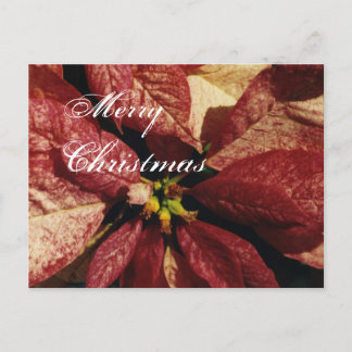 poinsitta, Vrolijk, Kerstmis - Gepersonaliseerd po Feestdagenkaart