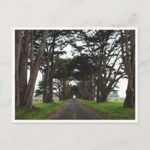 Point Reyes Cipresboom Tunnel Californië Foto Briefkaart