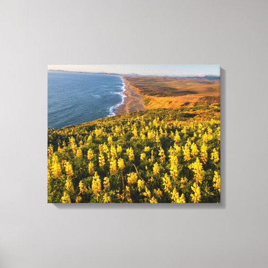 Point Reyes National Seashore California Canvas Afdruk (Voorkant)