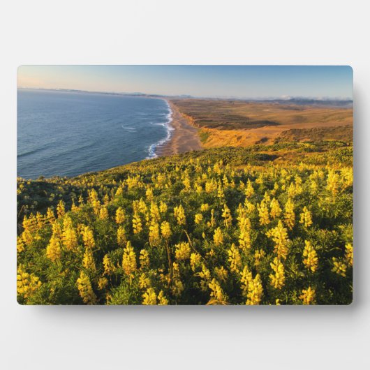 Point Reyes National Seashore California Fotoplaat (voorkant)