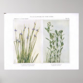 Pointed Blue-Eyed Grass & Bastard Toadflax Poster (Voorkant)