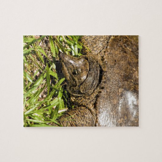 Pointed Long Nose Florida Softshell Turtle Legpuzzel (Horizontaal)
