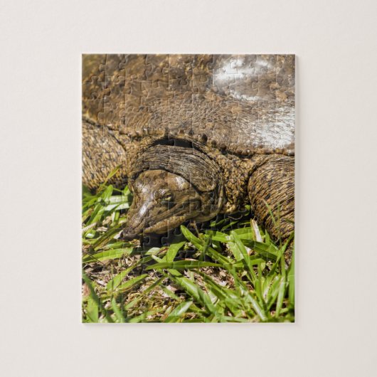 Pointed Long Nose Florida Softshell Turtle Legpuzzel (Verticaal)