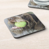 Pointer dog die tennisbal bijt, close-up bier onderzetter (Linkerzijde)