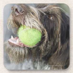Pointer dog die tennisbal bijt, close-up bier onderzetter