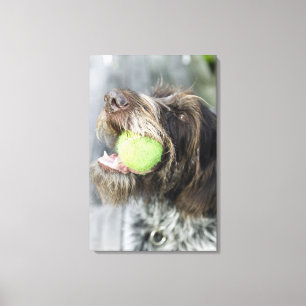 Pointer dog die tennisbal bijt, close-up canvas afdruk