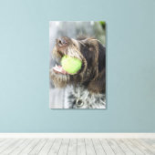 Pointer dog die tennisbal bijt, close-up canvas afdruk (Insitu (Houten vloer))