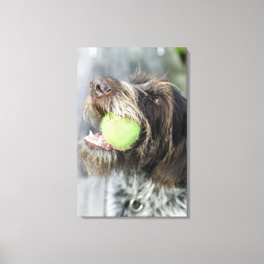 Pointer dog die tennisbal bijt, close-up canvas afdruk (Voorkant)