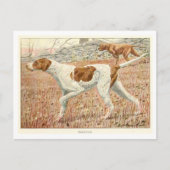 Pointer Dogs Postcard Briefkaart (Voorkant)