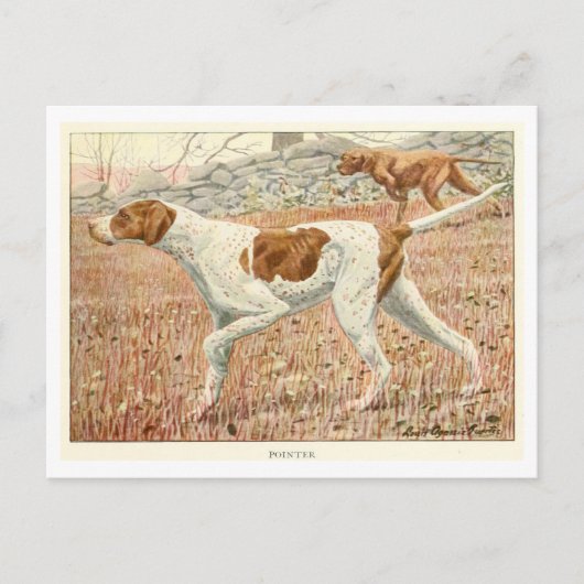Pointer Dogs Postcard Briefkaart (Voorkant)