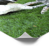 Pointer en Setter Love Poster (Hoek)