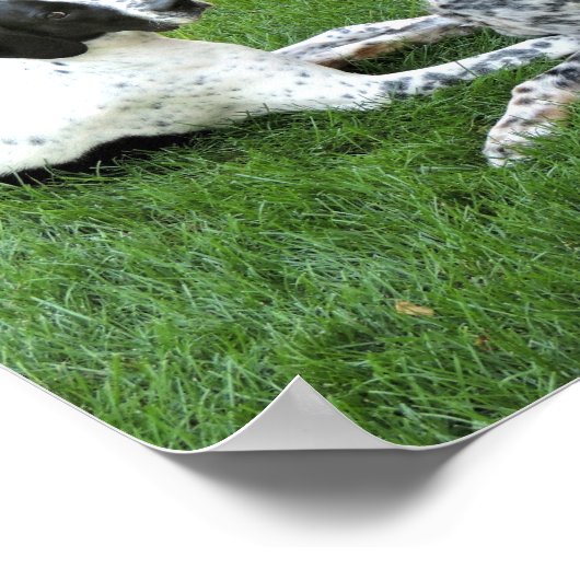 Pointer en Setter Love Poster (Hoek)