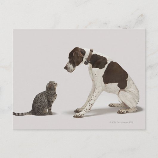 Pointer kijkt naar kat briefkaart (Voorkant)