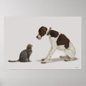 Pointer kijkt naar kat poster (Voorkant)