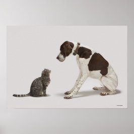 Pointer kijkt naar kat poster