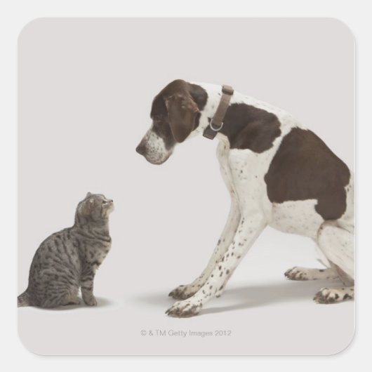 Pointer kijkt naar kat vierkante sticker (Voorkant)