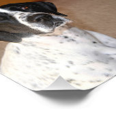 Pointer Pride Foto Afdruk (Hoek)