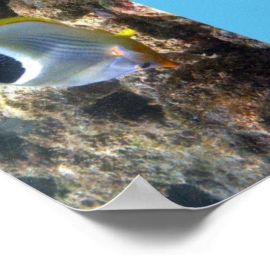 Poipu Fish Poster (Hoek)