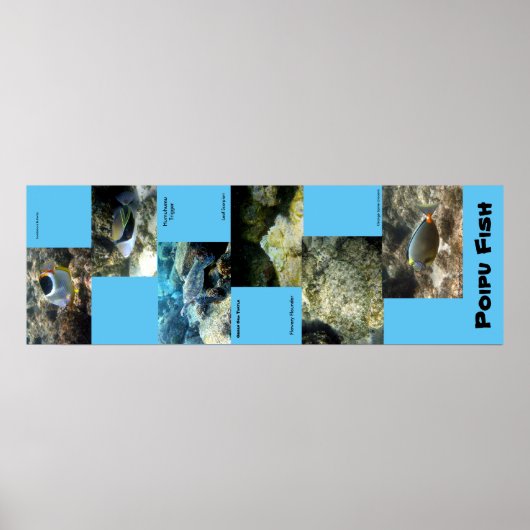 Poipu Fish Poster (Voorkant)