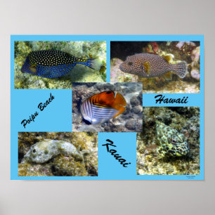 Poipu Snorkeling Poster