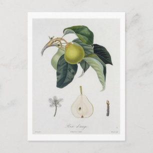 Poire d'ange, gegraveerd door Bocourt, gepubliceer Briefkaart