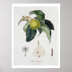 Poire d'ange, gegraveerd door Bocourt, gepubliceer Poster