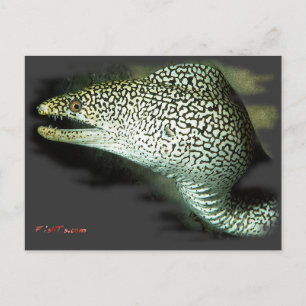 Poise en Ready-Guinie Fowl Eel Briefkaart