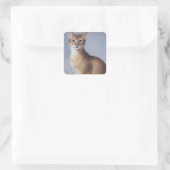 Poised Abyssinian – Elegant Cat Sticker (Tas)