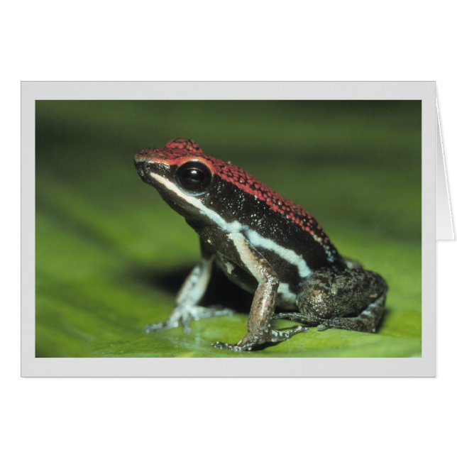 Poison Dart Frog (Voorkant Horizontaal)