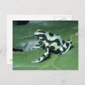 Poison Dart Frog (Dendrobates auratus) Cahuita Briefkaart (Voorkant / Achterkant)