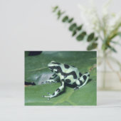 Poison Dart Frog (Dendrobates auratus) Cahuita Briefkaart (Staand voorkant)