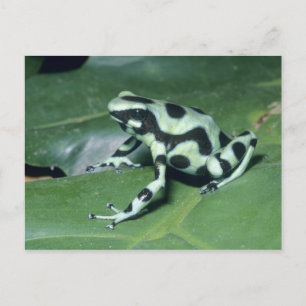 Poison Dart Frog (Dendrobates auratus) Cahuita Briefkaart