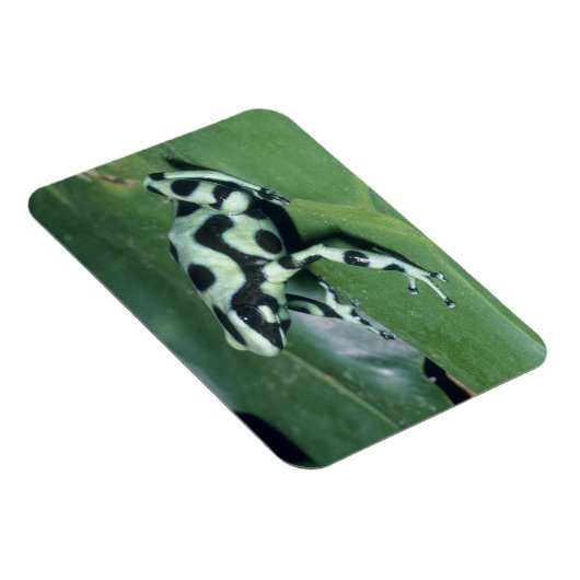 Poison Dart Frog (Dendrobates auratus) Cahuita Magneet (Rechterzijde)