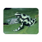 Poison Dart Frog (Dendrobates auratus) Cahuita Magneet (Horizontaal)