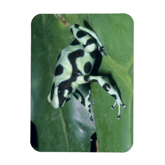 Poison Dart Frog (Dendrobates auratus) Cahuita Magneet (Verticaal)