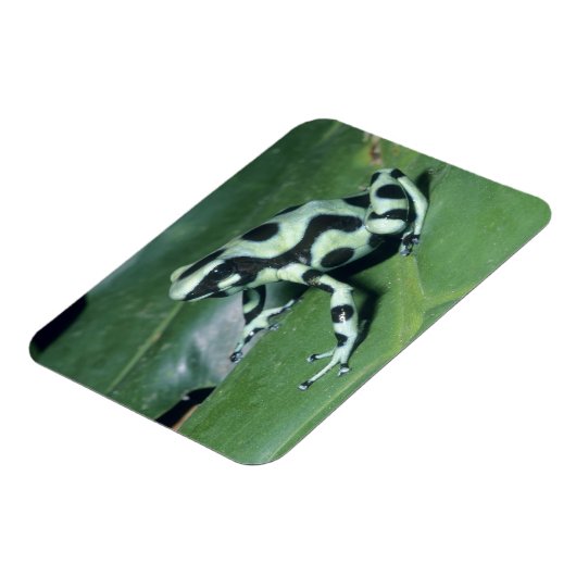 Poison Dart Frog (Dendrobates auratus) Cahuita Magneet (Linkerzijde)