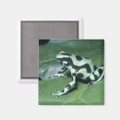 Poison Dart Frog (Dendrobates auratus) Cahuita Magneet (Voorkant / Achterkant)