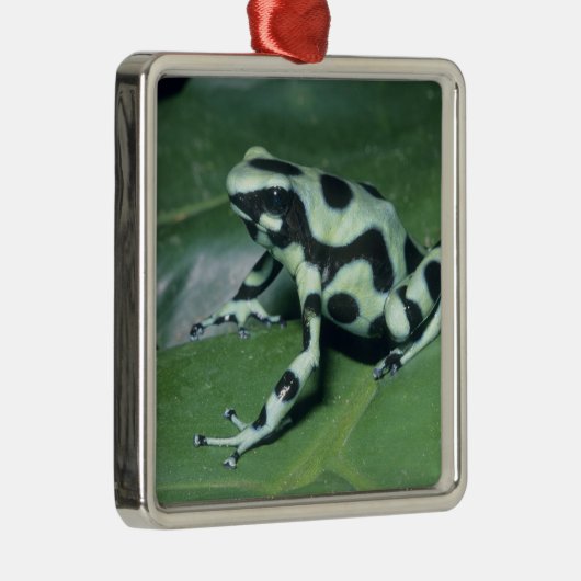 Poison Dart Frog (Dendrobates auratus) Cahuita Metalen Ornament (Rechts)