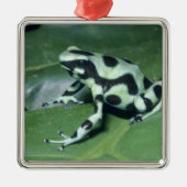 Poison Dart Frog (Dendrobates auratus) Cahuita Metalen Ornament (Voorkant)