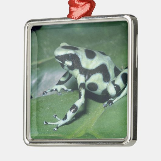 Poison Dart Frog (Dendrobates auratus) Cahuita Metalen Ornament (Links)