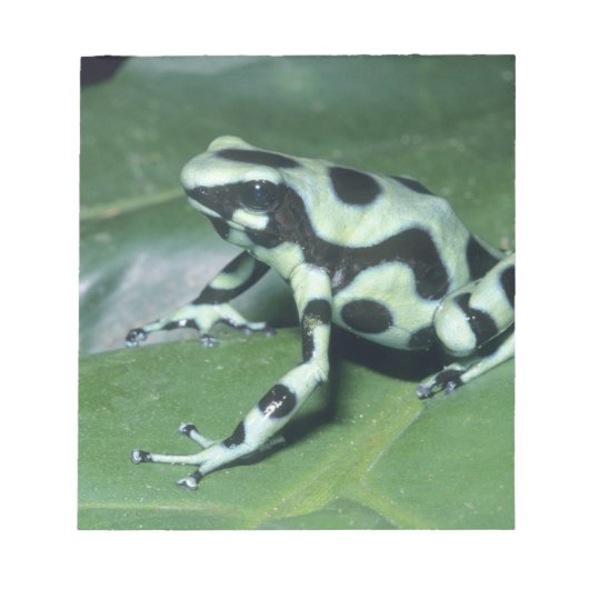 Poison Dart Frog (Dendrobates auratus) Cahuita Notitieblok (Voorkant)