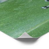 Poison Dart Frog (Dendrobates auratus) Cahuita Poster (Hoek)