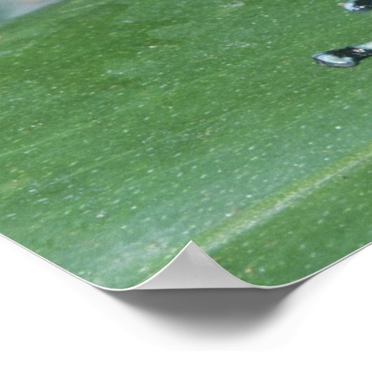 Poison Dart Frog (Dendrobates auratus) Cahuita Poster (Hoek)