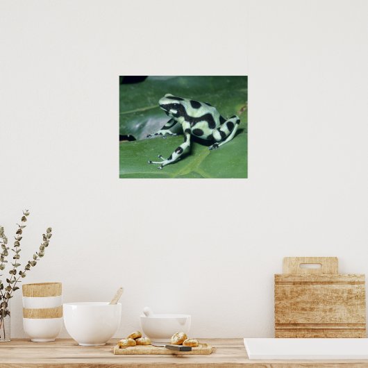 Poison Dart Frog (Dendrobates auratus) Cahuita Poster (Keuken)